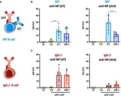 Primary Immune Responses and Affinity Maturation Are Controlled by IgD